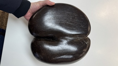 A coco de mer or sea coconut (Lodoicea maldivica), Seychelles