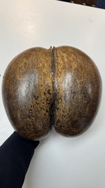 A coco de mer or sea coconut (Lodoicea maldivica), Seychelles