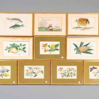 Tien diverse Chinese rijstpapier schilderingen met flora en fauna, Canton, 19/20e eeuw