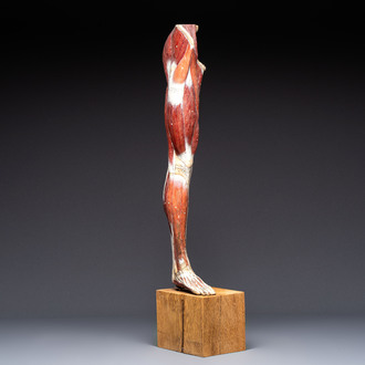 A French anatomical model of a human leg in polychrome papier-mâché, Maison Auzoux, dated 1947
