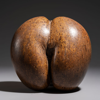 A coco de mer or sea coconut (Lodoicea maldivica), Seychelles