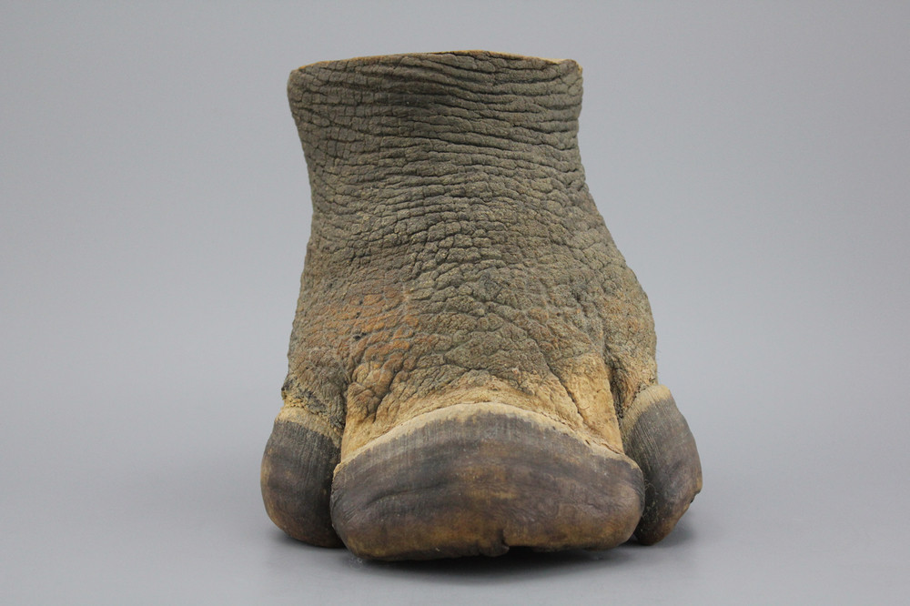 Poot van een neushoorn, 19/20e