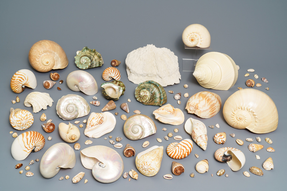 Une collection de grandes coquilles et un corail blanc