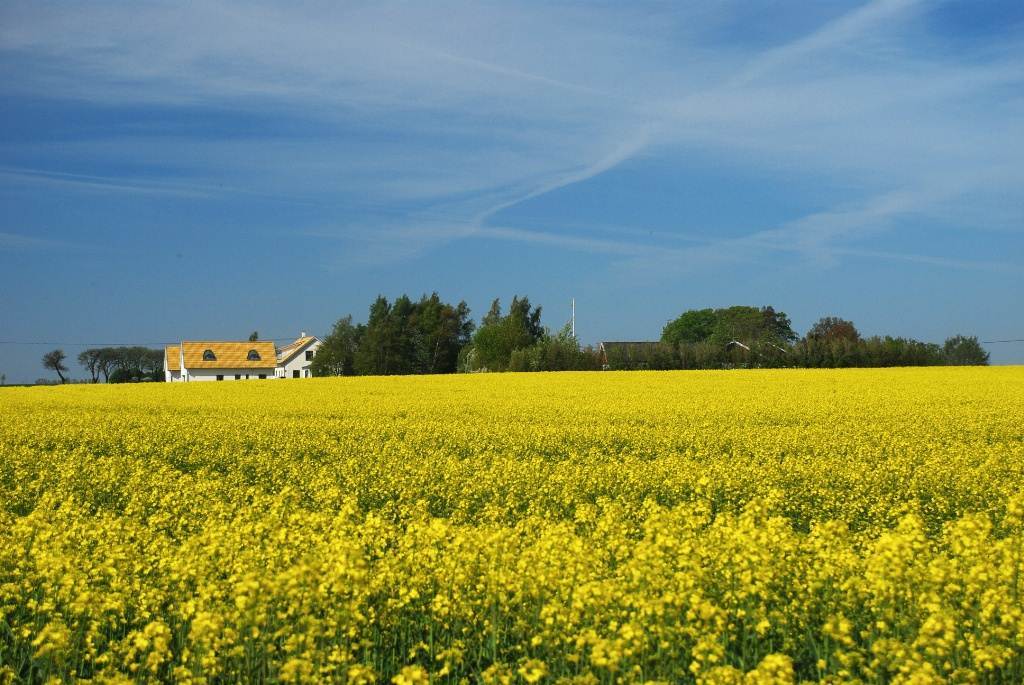 Fläskfilé på sydskånskt vis